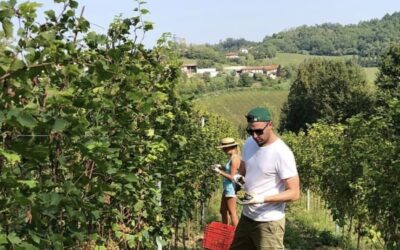 What it’s really like to WWOOF in Italy